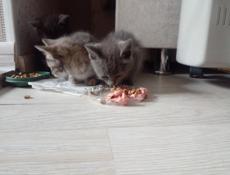 Отдам котят 