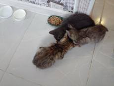 Отдам котят 