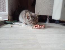 Отдам котят 