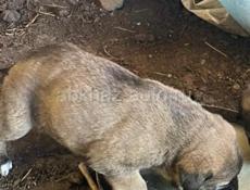 Продаю щенка