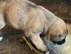 Продаю щенка