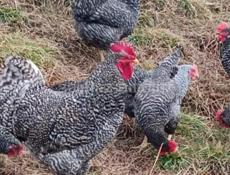 Куры и петухи