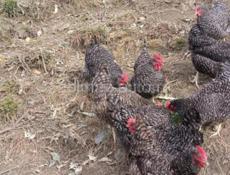 Куры и петухи 