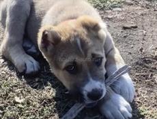 отдам в добрые руки )