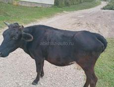 Продаю корову на мясо 