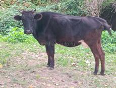 Продаю корову на мясо