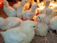 Цыплята бройлеры