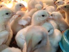 Цыплята бройлеры