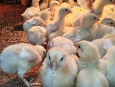Цыплята бройлеры
