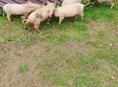 Продаются поросята 🐖- 2 месяца 