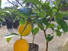 Саженцы с. Кохора