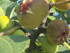 Саженцы с. Кохора