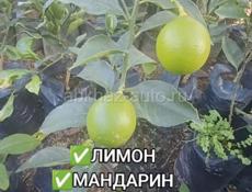 Саженцы с. Кохора