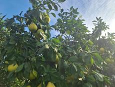 Саженцы с. Кохора