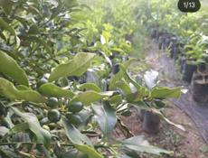 Саженцы с. Кохора