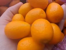 Саженцы с. Кохора