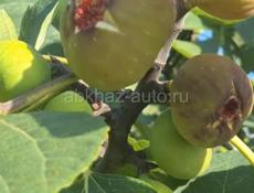 Саженцы с. Кохора