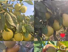 Саженцы с. Кохора