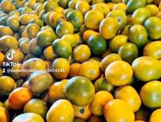 Саженцы с. Кохора