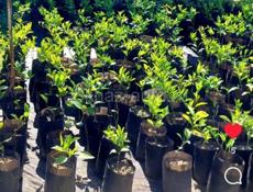 Саженцы с. Кохора