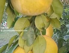 Саженцы с. Кохора