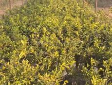 Саженцы с. Кохора