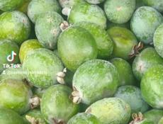 Саженцы с. Кохора