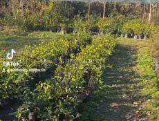 Саженцы с. Кохора