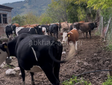 Коровы телята