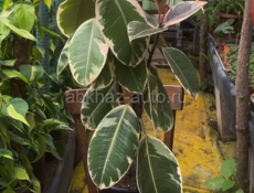 Фикус 