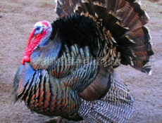 Продаю индюк