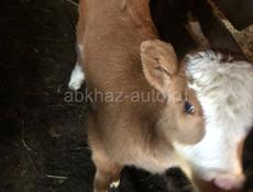 Продаётся тёлка 