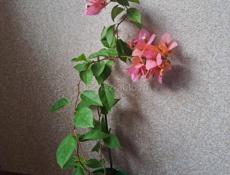 Цветущая сортовая бугенвиллия