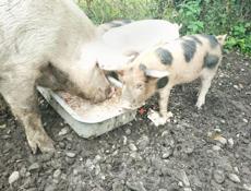 Продается поросенок девочка