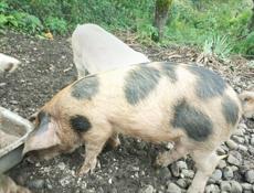 Продается поросенок девочка