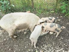 Продается поросенок девочка