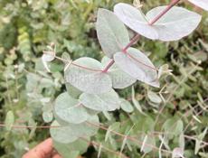 Саженцы Эвкалипта