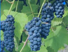 виноградный сок 