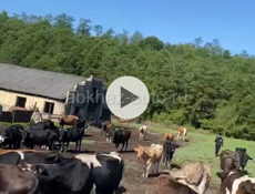 Продам ферму 