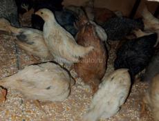 2 месяца и неделя цыплятам 