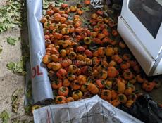 Плоская хурма оптом