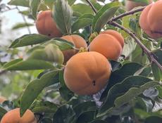 Плоская хурма оптом