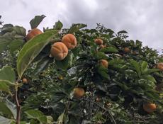 Плоская хурма оптом