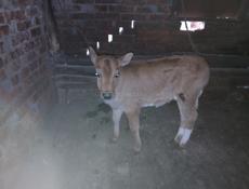 Продаётся телёнок 