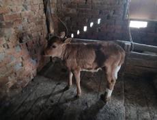 Продаётся телёнок