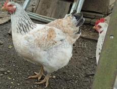 Мастер грей 