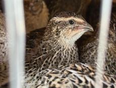 Перепела: 250₽ тушка