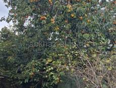 Хурма на дереве бычка