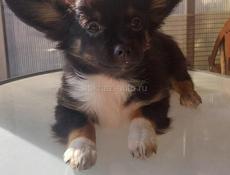 Продаём щенка чихуахуа мальчик