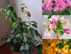 Распродажа, бугенвиллии